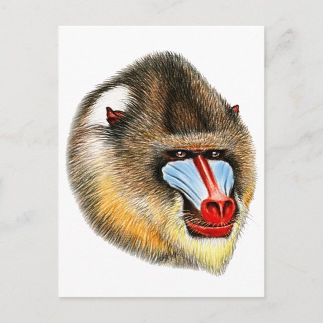 DAS IST MANDRILL POSTKARTE (Vorderseite)