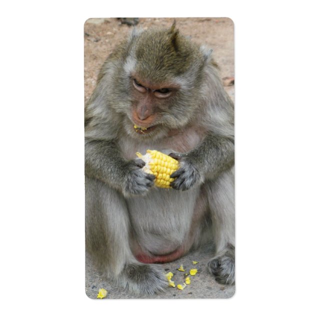 Das ist meins! ... Wild Thai Macaque Monkey (Vorne)