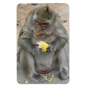 Das ist meins! ... Wild Thai Macaque Monkey Magnet