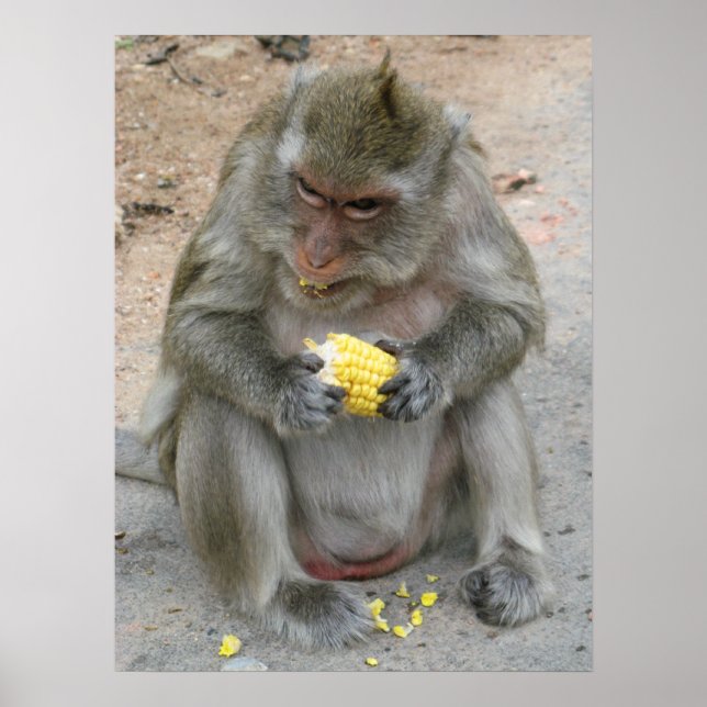 Das ist meins! ... Wild Thai Macaque Monkey Poster (Vorne)