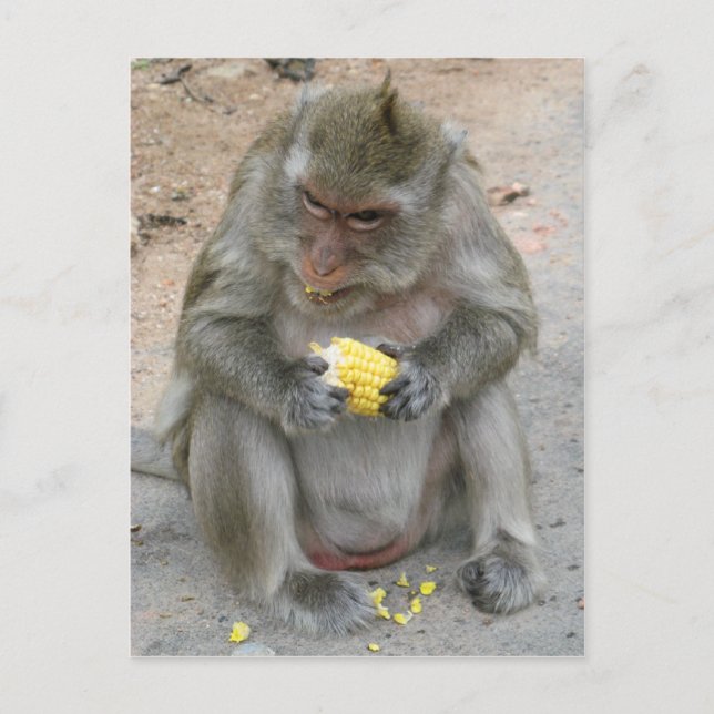 Das ist meins! ... Wild Thai Macaque Monkey Postkarte (Vorderseite)