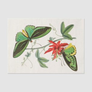 Das Kabinett der orientalischen Entomologie Pl XII Seidenpapier