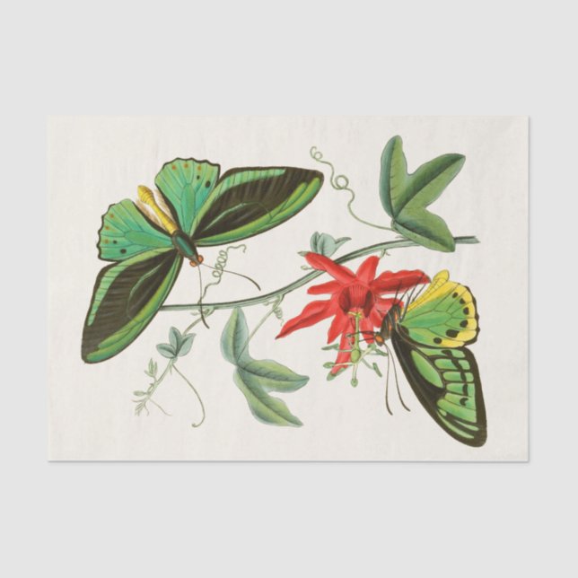 Das Kabinett der orientalischen Entomologie Pl XII Seidenpapier (Vorderseite)