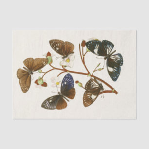 Das Kabinett für orientalische Entomologie Pl X Seidenpapier