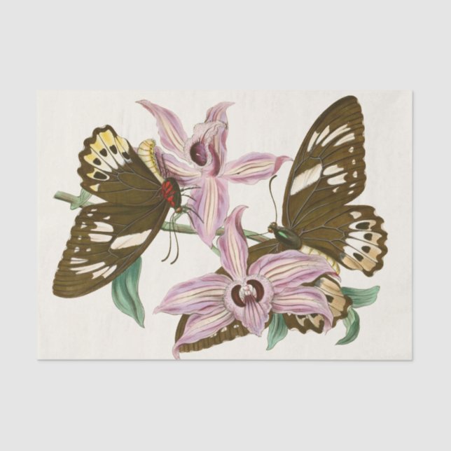 Das Kabinett für orientalische Entomologie Pl XV Seidenpapier (Vorderseite)