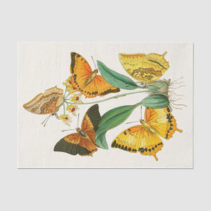 Das Kabinett für orientalische Entomologie Pl XXII Seidenpapier