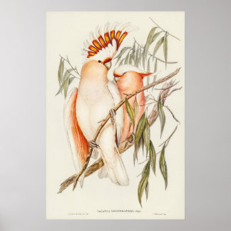 Das Kakadu des Leadbeaters von Elizabeth Gould Poster