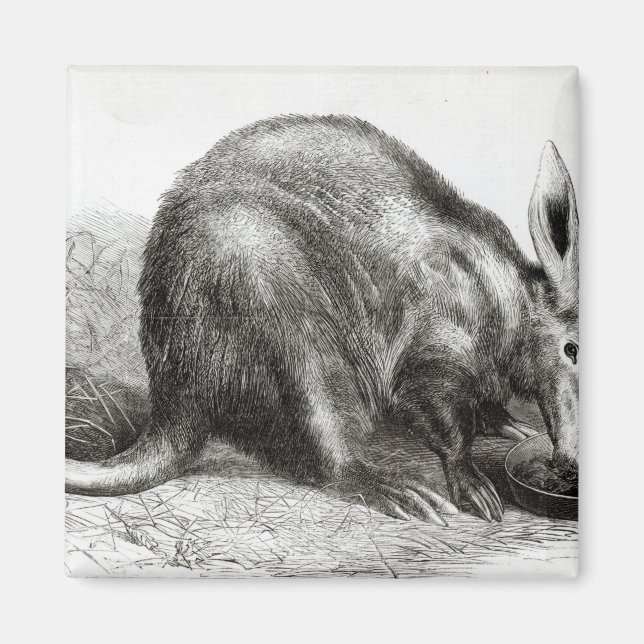 Das Kap Ant-Eater Magnet (Vorne)