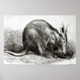 Das Kap Ant-Eater Poster