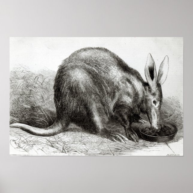 Das Kap Ant-Eater Poster (Vorne)