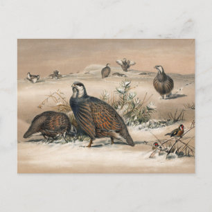 Das Kaspische Schneehuhn von Joseph Wolf Postkarte