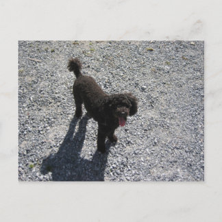 Das kleine schwarze Poodle Postkarte