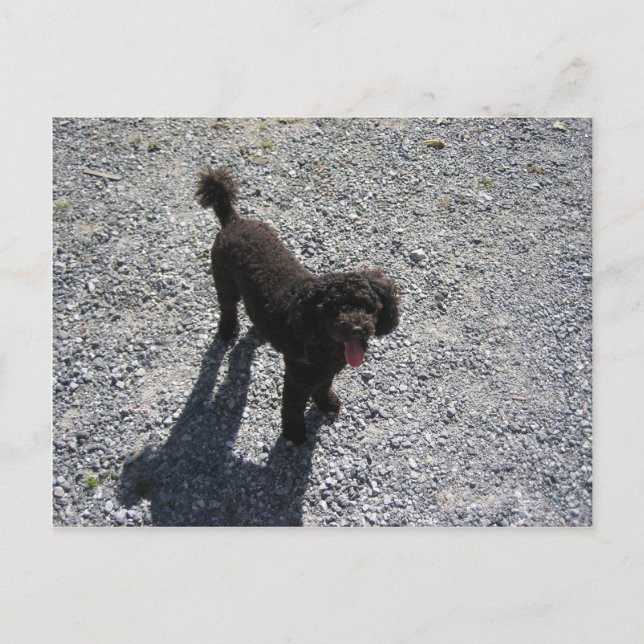 Das kleine schwarze Poodle Postkarte (Vorderseite)