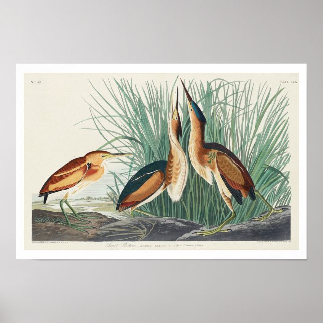Das kleinste Bittern von Audubon Poster (Vorne)