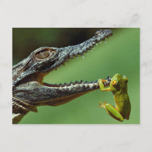 Das Krokodil und der Frosch Postkarte