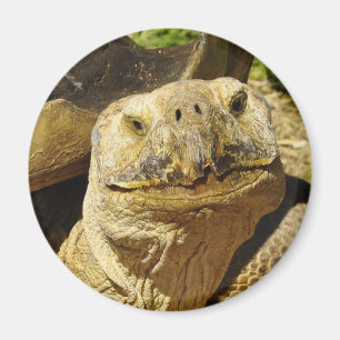 Das Lächeln der Schildkröte Magnet