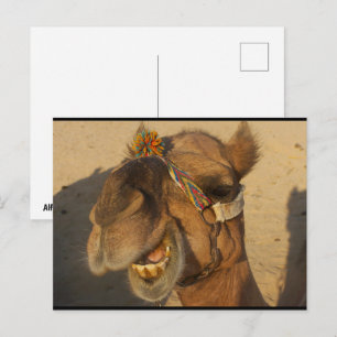 Das lachende Kamel Postkarte