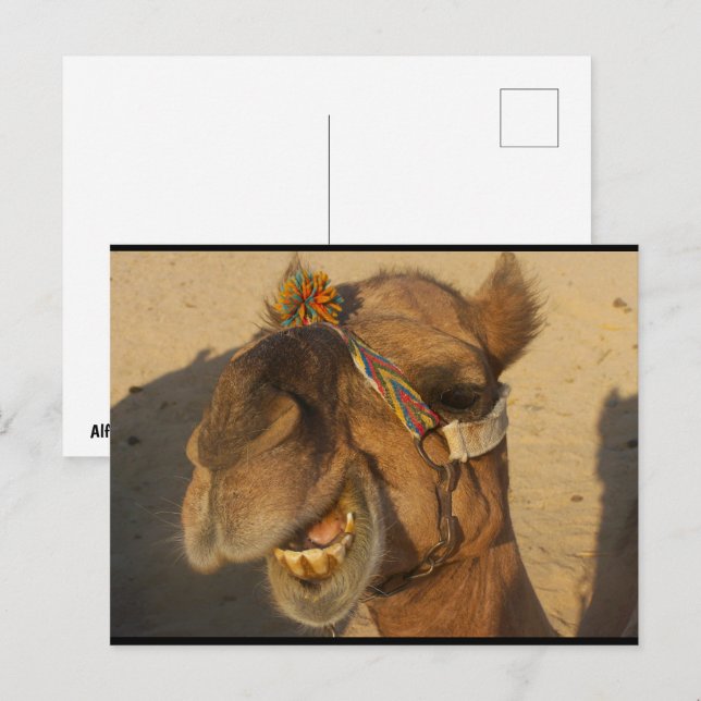 Das lachende Kamel Postkarte (Vorne/Hinten)
