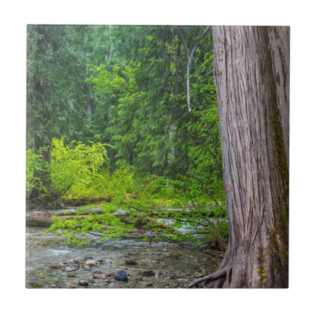 Das Landschaftliche Gebiet der Ross Creek Cedars Fliese (Vorderseite)