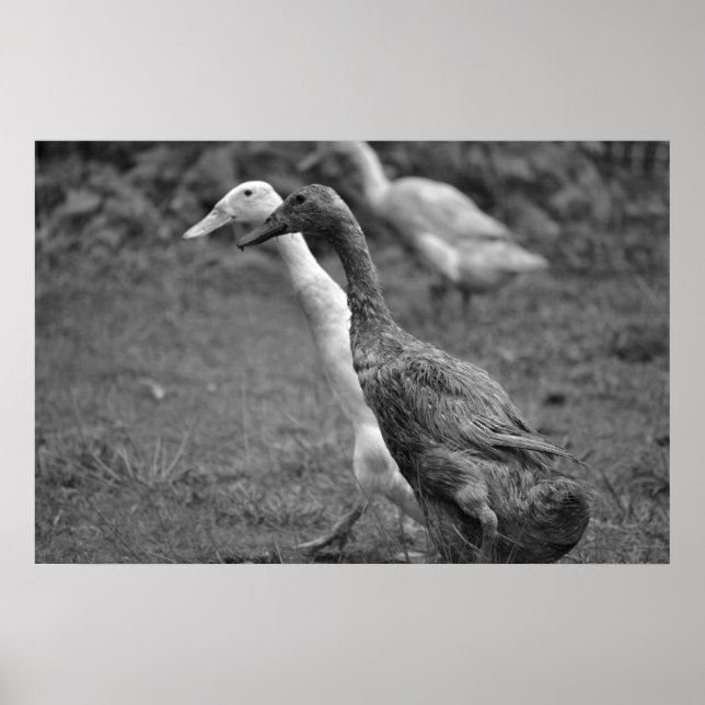 Das Laufen der Enten Poster (Vorne)