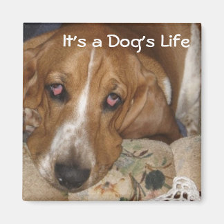 Das Leben des Hundes Magnet