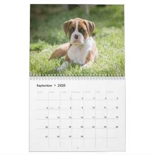 Das Leben eines Boxer-Hundes - niedliche Kalender
