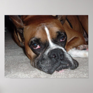 Das Leben eines Hundes Poster