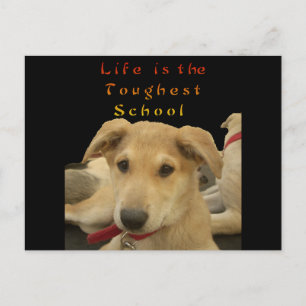 "Das Leben ist die gründlichste Schule" Hundekunst Postkarte