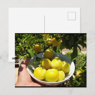Das Leben ist ein Teller Pflaumen Postkarte