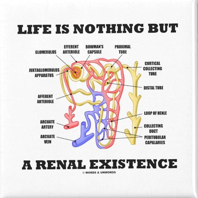 Das Leben ist nichts anderes als eine Existenz von Magnet (No need to be a nephrologist to enjoy wry anatomical & renal attitude with this life saying magnet!)