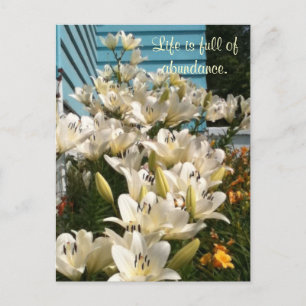 Das Leben ist voller Fülle, Taglilien-Postkarten Postkarte