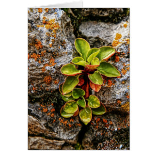 Das Leben sucht einen Weg