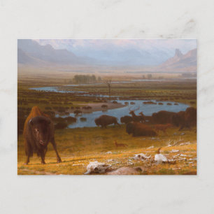 Das Letzte vom Buffalo Postkarte