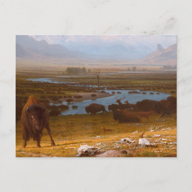 Das Letzte vom Buffalo Postkarte (Vorderseite)