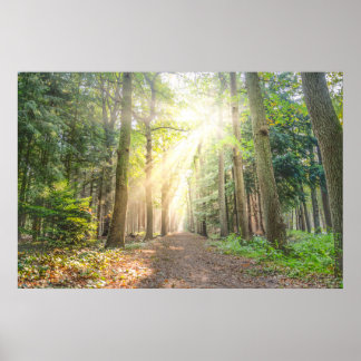 Das Licht von oben im Wald Poster