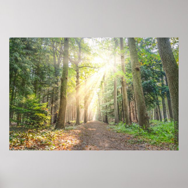 Das Licht von oben im Wald Poster (Vorne)