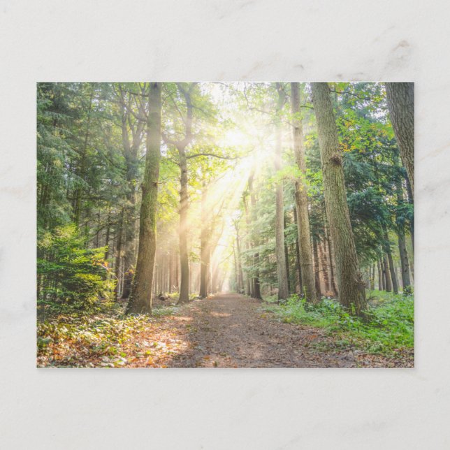 Das Licht von oben im Wald Postkarte (Vorderseite)