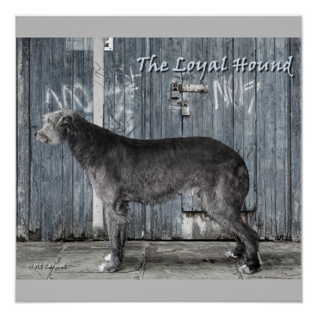 Das Loyal Hound Poster (Vorderseite)
