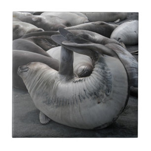 Das Meerjungfrau-Siegel - Fliese