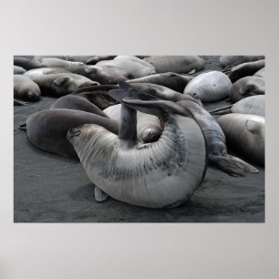 Das Meerjungfrau-Siegel (Poster) Poster