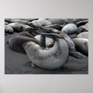 Das Meerjungfrau-Siegel (Poster) Poster