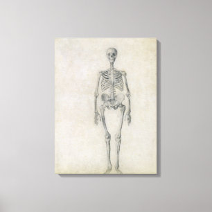 Das menschliche Skelett, vorhergehende Ansicht, Leinwanddruck