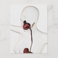 Das menschliche Verdauungssystem 3