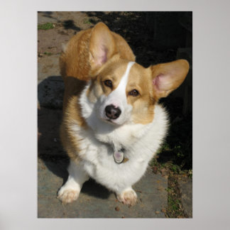 Das merkwürdige Corgi Poster