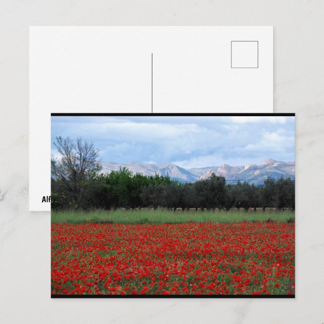 Das Mohnfeld Postkarte (Vorne/Hinten)