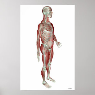 Das Musculoskeletal System 3 Poster