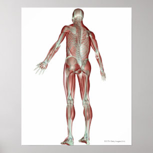 Das Musculoskeletal System 5 Poster