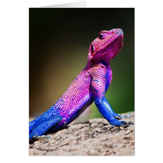 Das Mwanza-flach geführte Agama auf Felsen (Vorne)