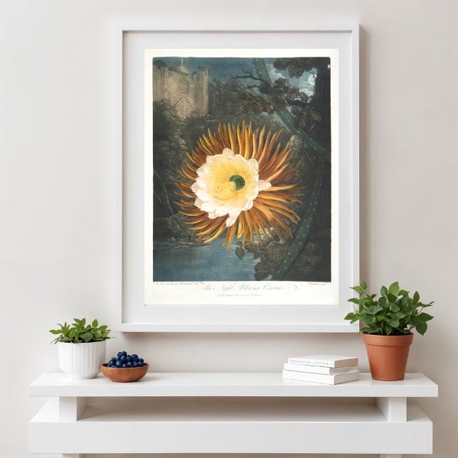 Das nächtblühende Cereus (1799-1807) Poster (Von Creator hochgeladen)