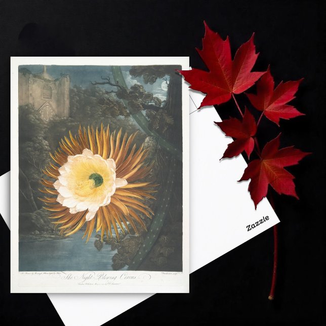 Das nächtblühende Cereus (1799-1807) Postkarte (Von Creator hochgeladen)